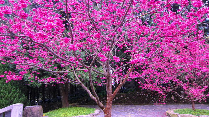 436020__blooming-sakura-tree-for-dear-plume_p.jpg