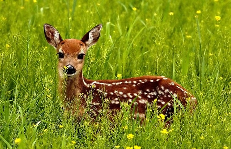 deer.jpg