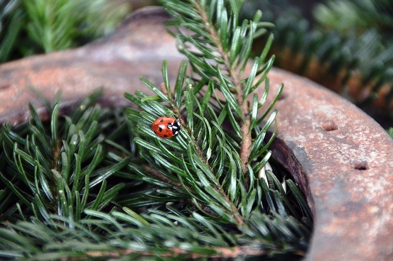 ladybug-1105828_960_720.jpg