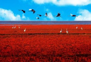Red-Beach-Panjin-China-Birds-400x274.jpg