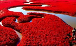 Red-colored-Beach-in-China-400x245.jpeg