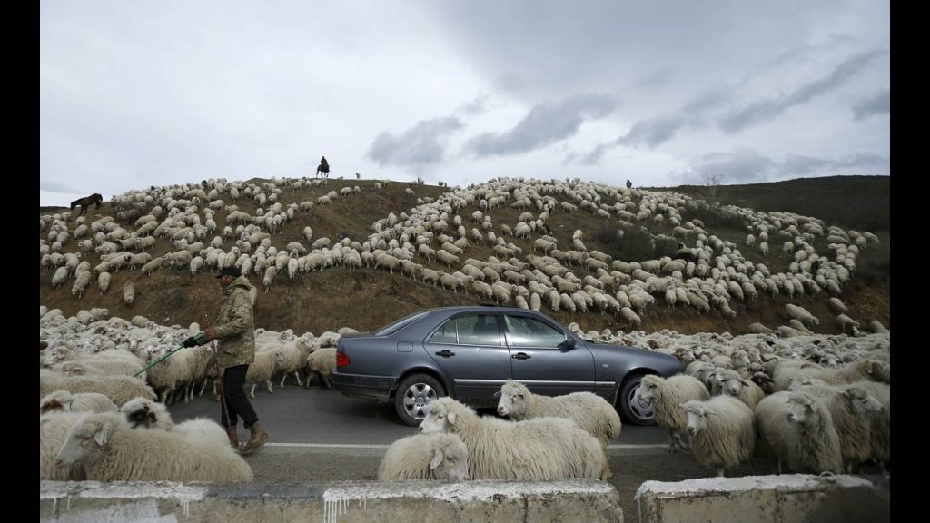 GEORGIA1-AGRICULTUREREUTERS-David-Mdzinarishvili