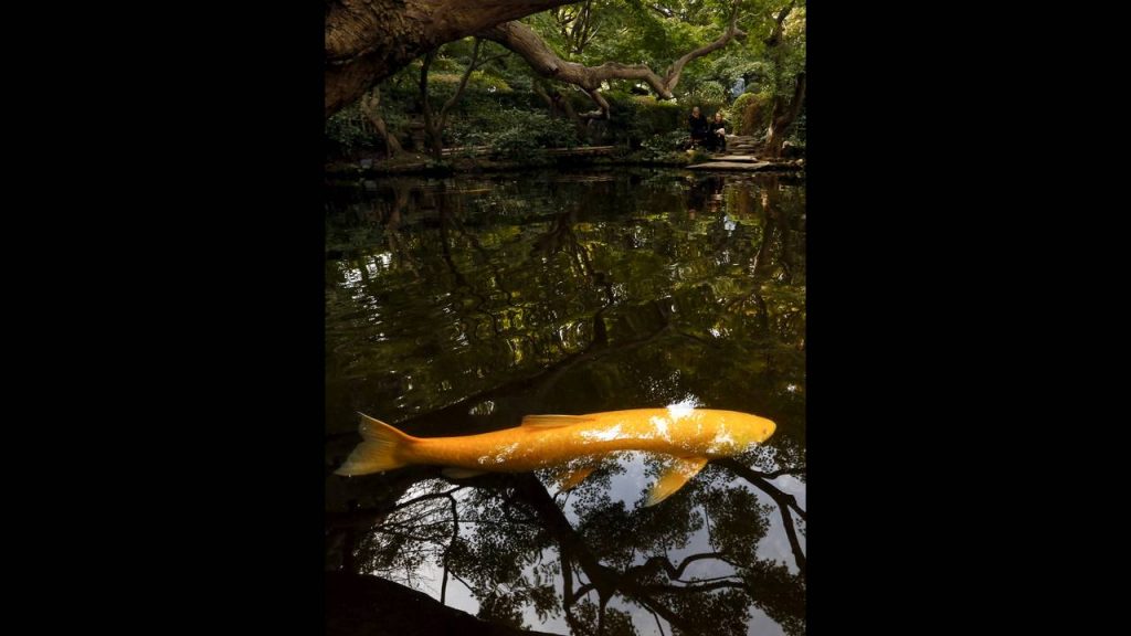 JAPAN-DAILYLIFE-REUTERS-Thomas-Peter-koi-fish