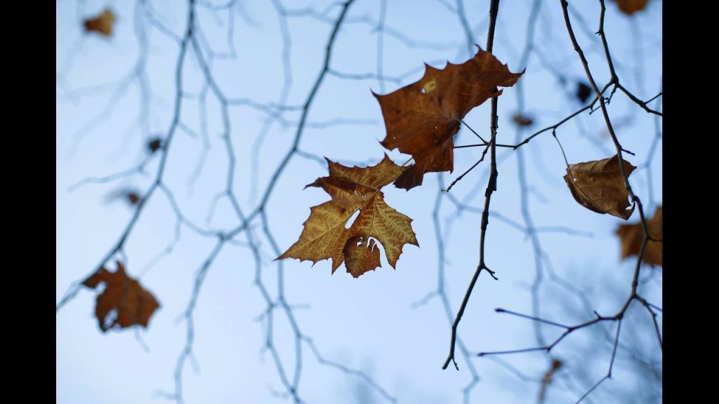 USA-AUTUMN1-REUTERS-Carlos-Barria