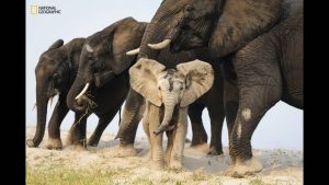 a-baby-elephant-disguised-in-sand-pokes-through-a-line-of-elephants-that-had-just-crossed-the-chobe-river-in-botswana-africa-on-a