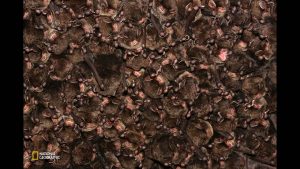 a-colony-ofeastern-bent-winged-bats-form-a-colony-for-hibernation-in-ozu-ehime-japan