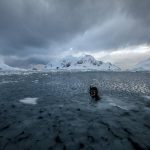 a-diver-prepares-for-a-freediving-session-in-snow-hill-antarctica