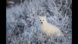 an-arctic-fox-in-the-frozen-willows-of-churchill-manitoba-canada