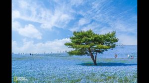 in-hitachi-seaside-park-in-ibaraki-prefecture-japan-youll-find-45-million-of-these-baby-blue-flowers-the-best-season-to-see-them-