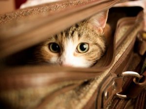cat-in-a-suitcase-734.jpg