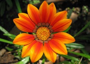 flower-suniporta.gr.jpg