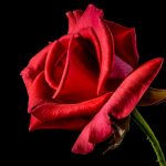 red-rose-320868_960_720