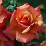 roses-194490_960_720