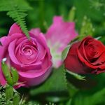 roses-208980_960_720