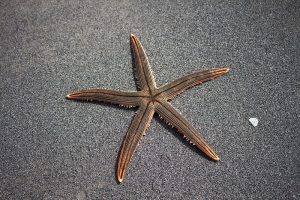 sea-star-1501698_960_720.jpg