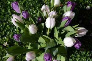 tulips-1301845_960_720