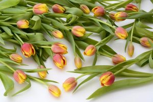 tulips-2101908_960_720