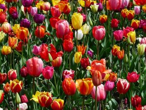 tulips-47399_960_720
