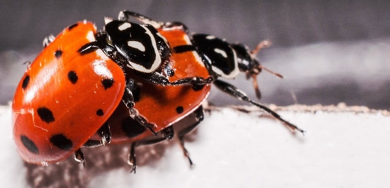 ladybugs-2206962_960_720.jpg