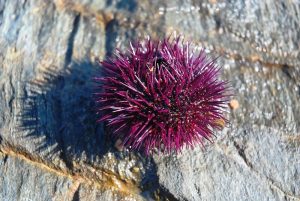 sea-urchin-1536812_960_720.jpg