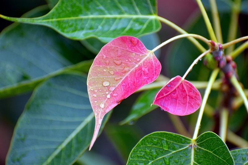 pink-leaf-2779535_960_720.jpg